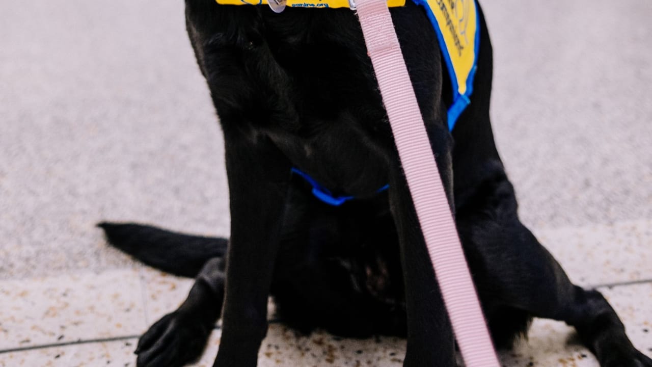 Havalimanı terminalinde bekleyen eğitimli yardımcı köpek